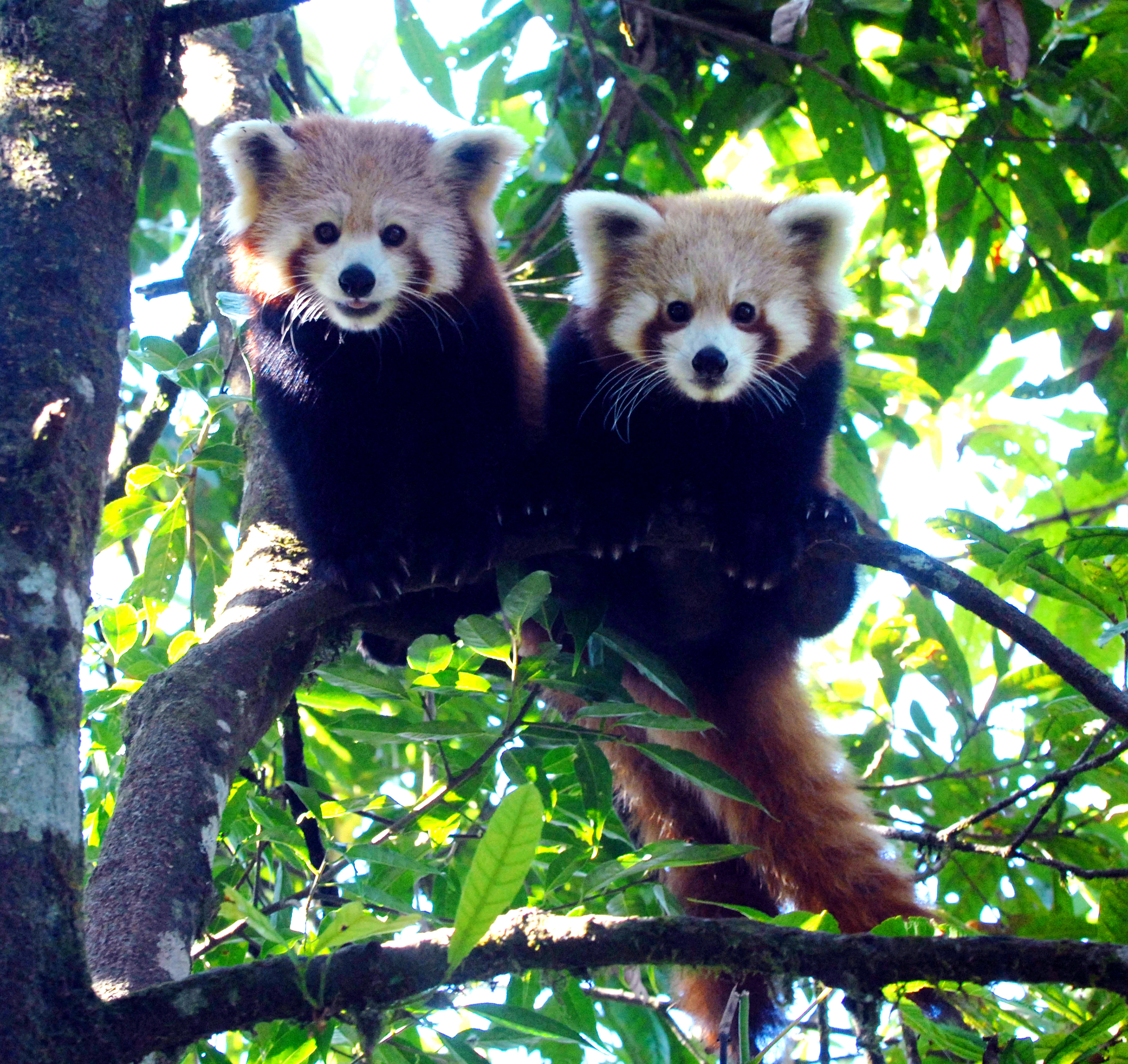 BIODIVERSITY 